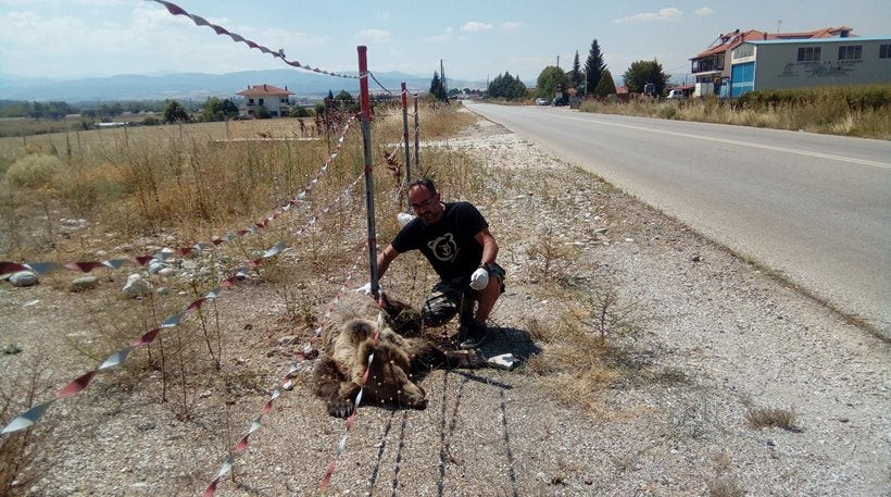 Καστοριά: Νεκρή ακόμη μία αρκούδα σε τροχαίο